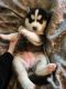 Siberian Husky Puppies for sale in Stockton, California. price: $350