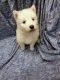 Siberian Husky Puppies for sale in Kannapolis, North Carolina. price: $400