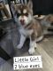 Siberian Husky Puppies for sale in Newaygo, MI 49337, USA. price: NA