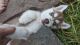 Siberian Husky Puppies for sale in Whittlesea, Victoria. price: $2,000