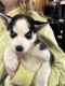 Siberian Husky Puppies for sale in Muncie, Indiana. price: $800