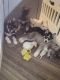 Siberian Husky Puppies for sale in Jacksonville, Florida. price: $800