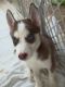 Siberian Husky Puppies for sale in Cohoes, New York. price: $750