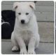 Siberian Husky Puppies for sale in Stockton, California. price: $400