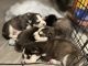 Siberian Husky Puppies for sale in Perrysburg, Ohio. price: $500
