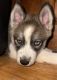 Siberian Husky Puppies for sale in Saco, ME, USA. price: $900