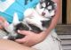 Siberian Husky Puppies for sale in Albany, New York. price: NA