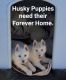 Siberian Husky Puppies for sale in Victorville, California. price: $150