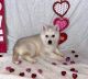 Siberian Husky Puppies for sale in Bay City, Michigan. price: $850