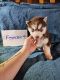 Siberian Husky Puppies for sale in Tacoma, Washington. price: $1,200
