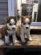 Siberian Husky Puppies for sale in Springfield Gardens, New York. price: $1,000
