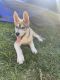 Siberian Husky Puppies for sale in Los Angeles, California. price: $850