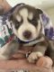 Siberian Husky Puppies for sale in 215 E 87th Pl, Los Angeles, CA 90003, USA. price: $1,500