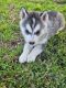 Siberian Husky Puppies for sale in Cypress, California. price: $500
