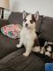 Siberian Husky Puppies for sale in Clarksville, Tennessee. price: $1,000