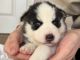 Siberian Husky Puppies for sale in New York, New York. price: $500