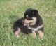 Siberian Husky Puppies for sale in Bundaberg, Queensland. price: $500