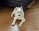 Siberian Husky Puppies for sale in Kingston, New York. price: NA