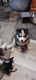 Siberian Husky Puppies for sale in Loveland, Colorado. price: $800