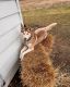 Siberian Husky Puppies for sale in Nappanee, Indiana. price: $150