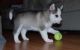 Siberian Husky Puppies for sale in Alma, AR 72921, USA. price: NA