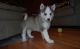 Siberian Husky Puppies for sale in Central Village, Plainfield, CT 06354, USA. price: NA