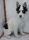 Siberian Husky Puppies for sale in Mt Ayr, IA 50854, USA. price: $200