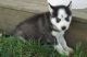Siberian Husky Puppies for sale in Pasadena, CA, USA. price: NA