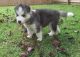 Siberian Husky Puppies for sale in Plainfield, GA 31023, USA. price: NA