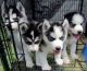 Siberian Husky Puppies for sale in Blue Ridge, GA 30513, USA. price: $400