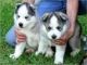 Siberian Husky Puppies for sale in Banks, AR 71631, USA. price: NA