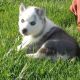 Siberian Husky Puppies for sale in Anthony, KS 67003, USA. price: NA