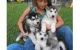 Siberian Husky Puppies for sale in Jeffersonville, GA 31044, USA. price: NA