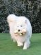 Siberian Husky Puppies for sale in Miami, Florida. price: $3,000