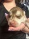 Siberian Husky Puppies for sale in Meriden, CT, USA. price: $850