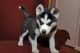 Siberian Husky Puppies for sale in Portstewart, Portstewart, Coleraine BT55, UK. price: NA