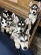 Siberian Husky Puppies for sale in Springtown, Texas. price: $300