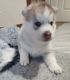 Siberian Husky Puppies for sale in Adelaide, South Australia. price: $3,000