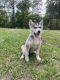 Siberian Husky Puppies for sale in Lakeland, Florida. price: $800