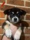 Siberian Husky Puppies for sale in Coffs Harbour, New South Wales. price: $600