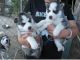 Siberian Husky Puppies for sale in North Charleston, SC, USA. price: NA