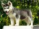 Siberian Husky Puppies for sale in Byron, WY 82412, USA. price: NA