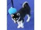 Siberian Husky Puppies for sale in Wisconsin Rapids, WI, USA. price: NA