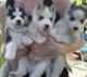 Siberian Husky Puppies for sale in Greater London, UK. price: NA
