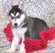 Siberian Husky Puppies for sale in Blackpool North, Blackpool, Blackpool, Blackpool FY1, UK. price: NA