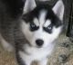 Siberian Husky Puppies for sale in Bloomington, MD 21523, USA. price: NA