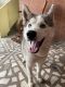 Siberian Husky Puppies for sale in Secunderabad, Telangana. price: 39,999 INR