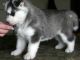 Siberian Husky Puppies for sale in Chandigarh, India. price: 2 INR