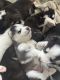 Siberian Husky Puppies for sale in Houston, Texas. price: $350