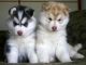 Siberian Husky Puppies for sale in Pangkal Pinang, Pangkal Pinang City, Bangka Belitung Islands, Indonesia. price: NA